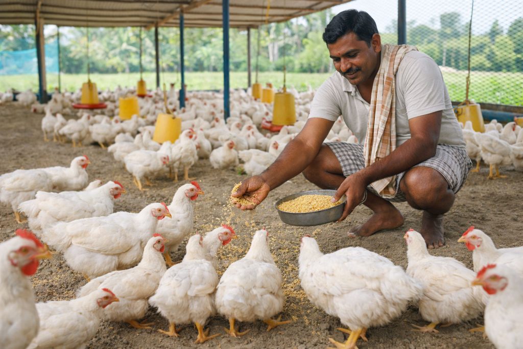 Poultry farming is a small investment business in Andhra Pradesh. village business ideas.